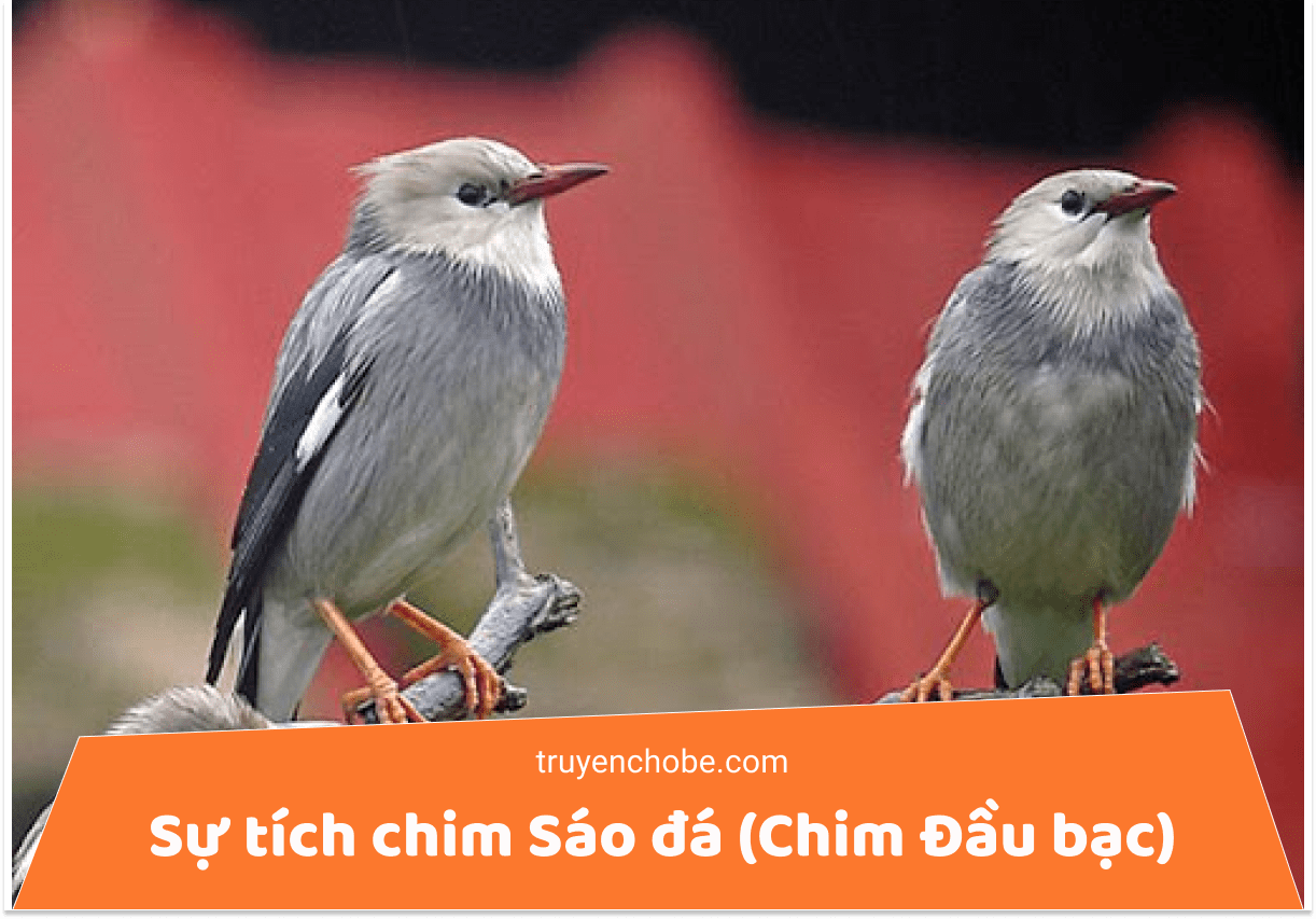 Chim sáo - Loài chim biết nói mang vẻ ngoài đa dạng