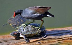 Nhấn vào ảnh để phóng to Chim ưng cắp rùa bay lên