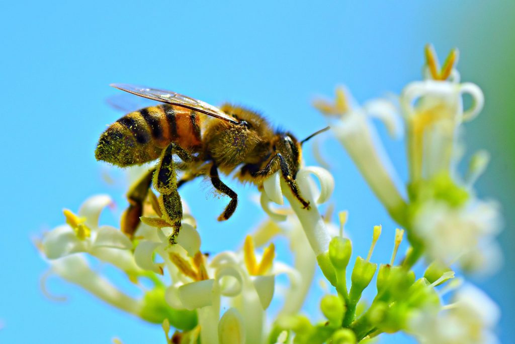 Con ong hút mật