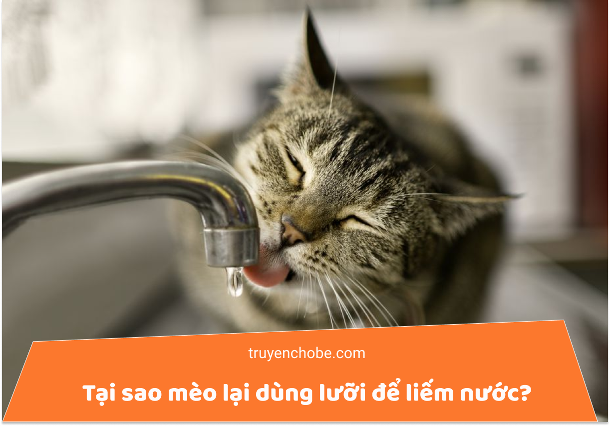 Tại sao mèo lại dùng lưỡi để liếm nước?